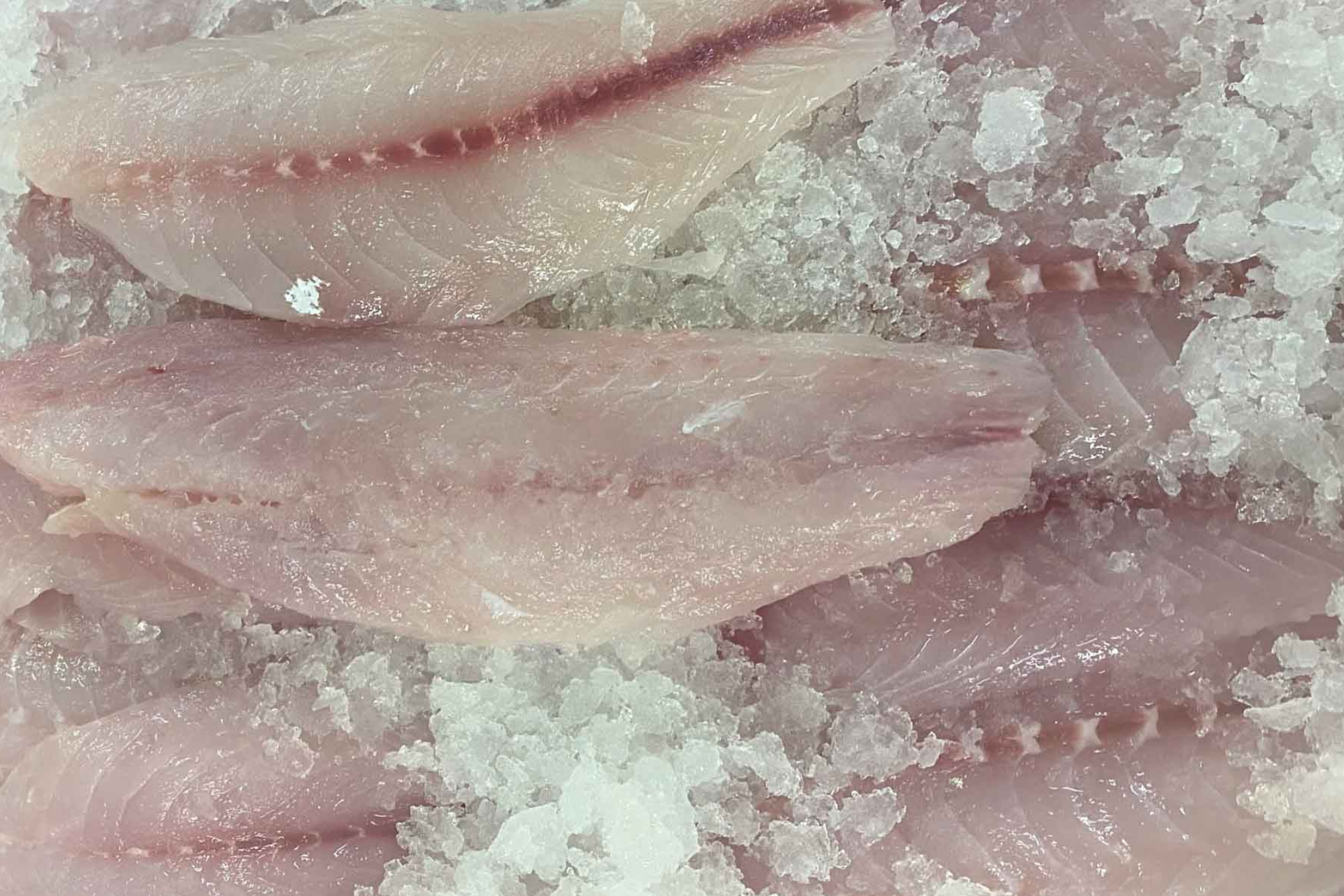 Frozen Snapper fillet skin on, boneless