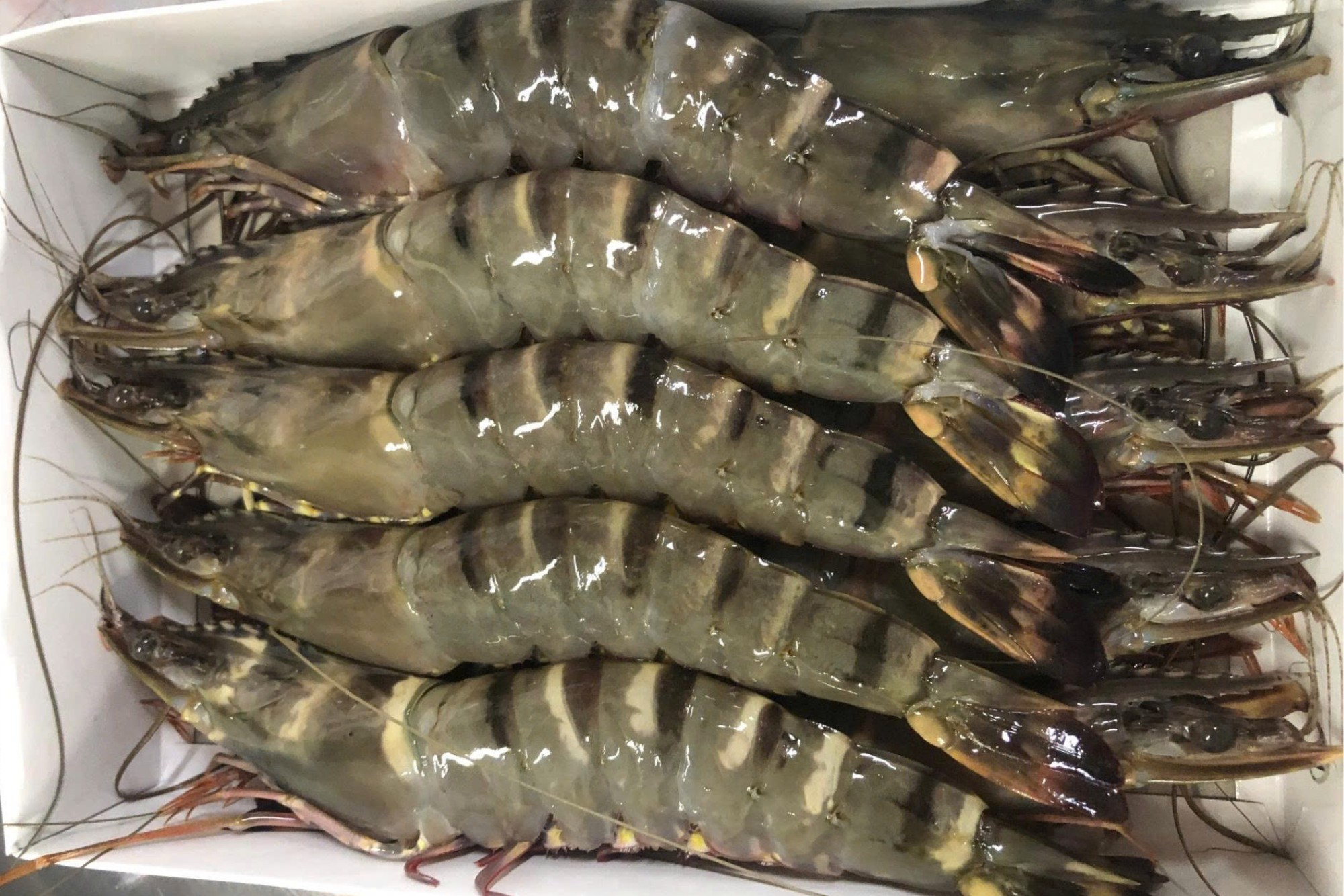 SHRIMP 